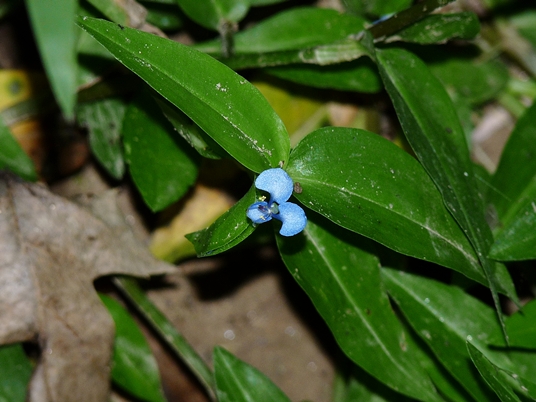 {Commelina diffusa}